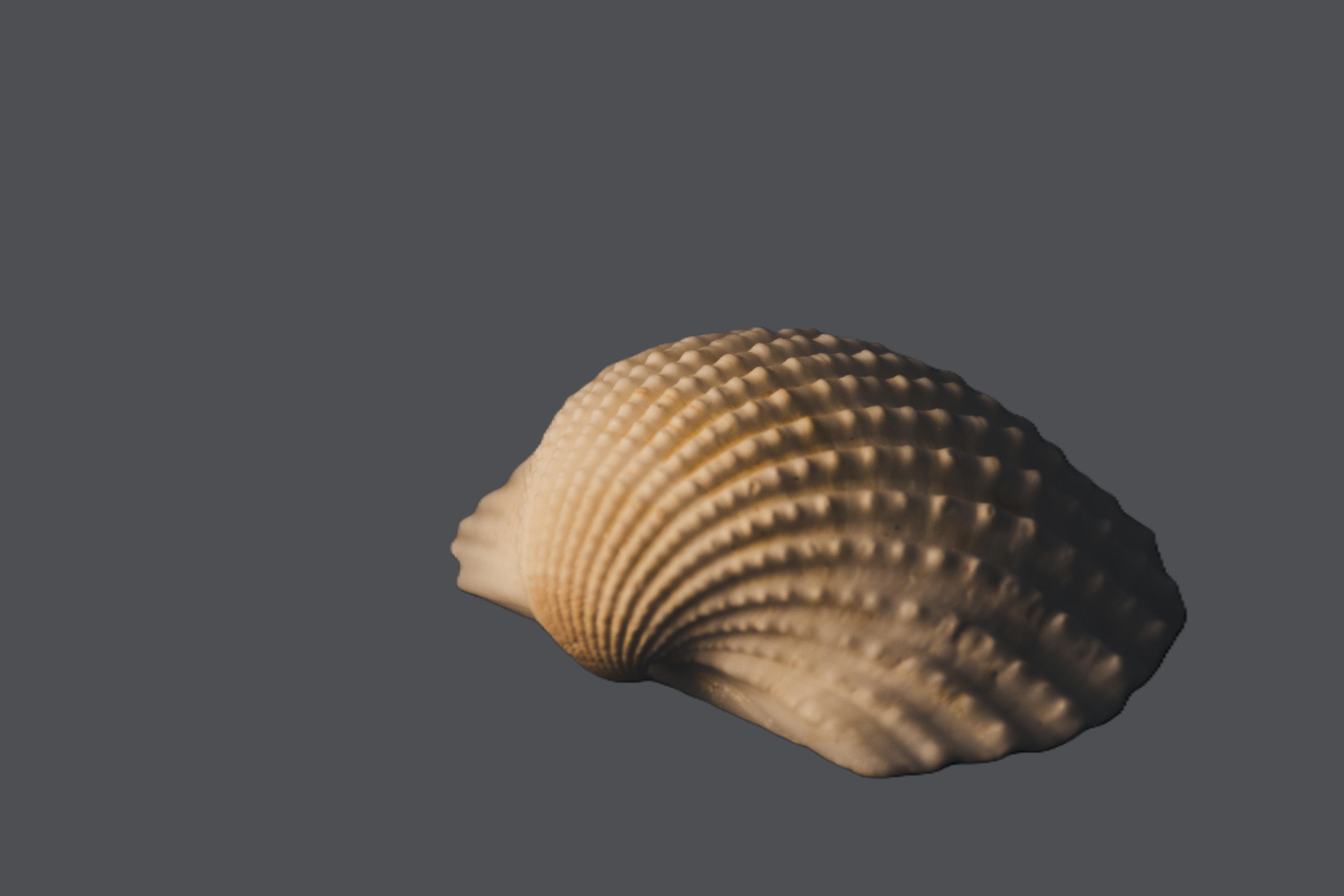 Ocean Leaders Fellowship, Sustainable Ocean Alliance